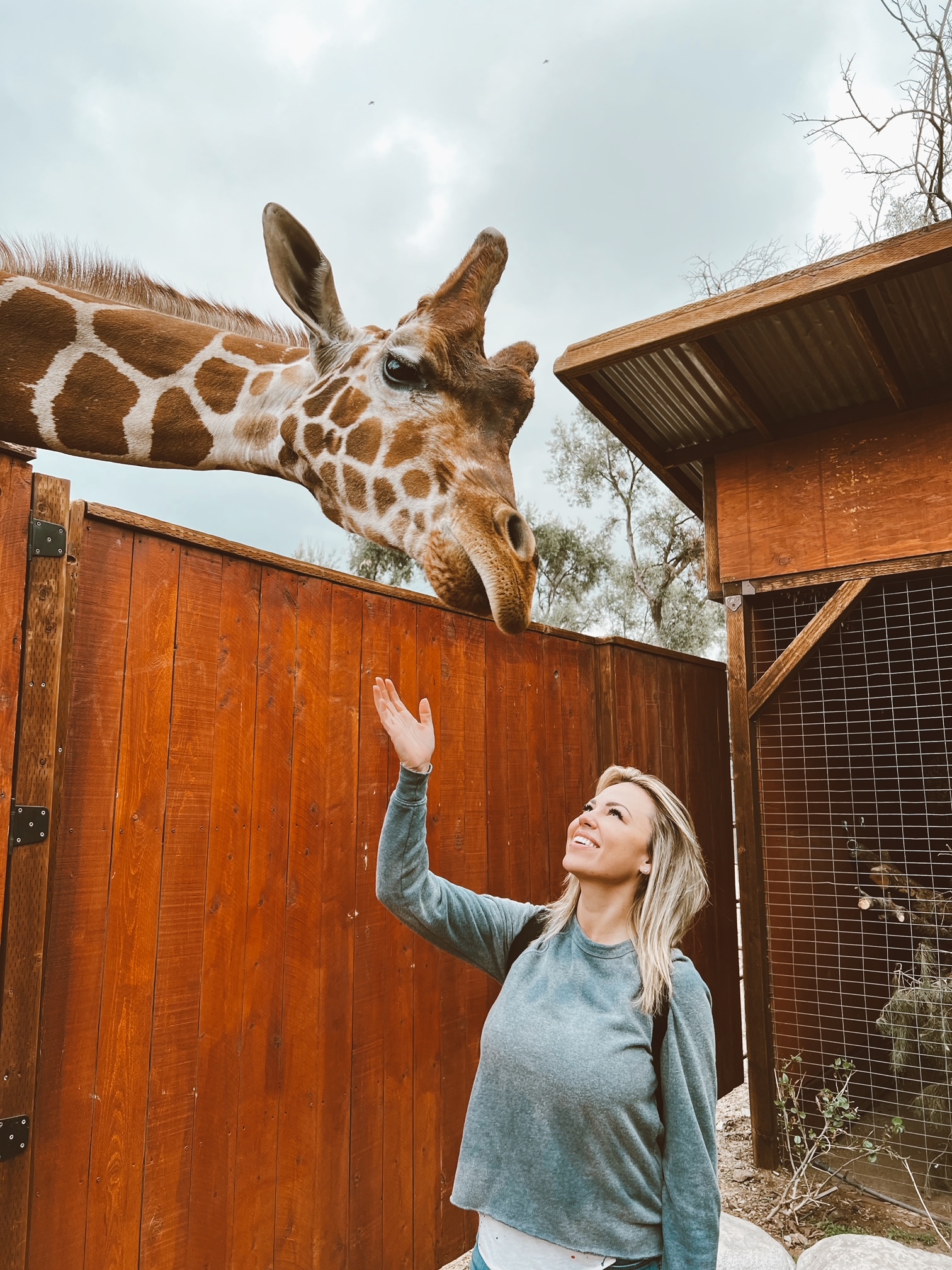 Jessica Hall with a giraffe. 