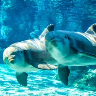 Dolphins underwater at SeaWorld