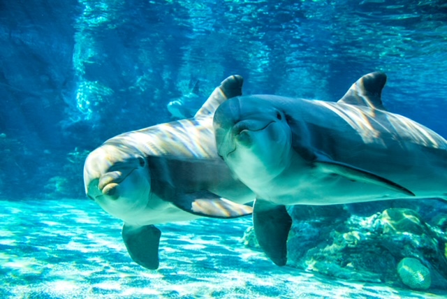 Dolphins underwater at SeaWorld