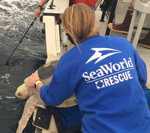 SeaWorld Rescue releasing a sea turtle.